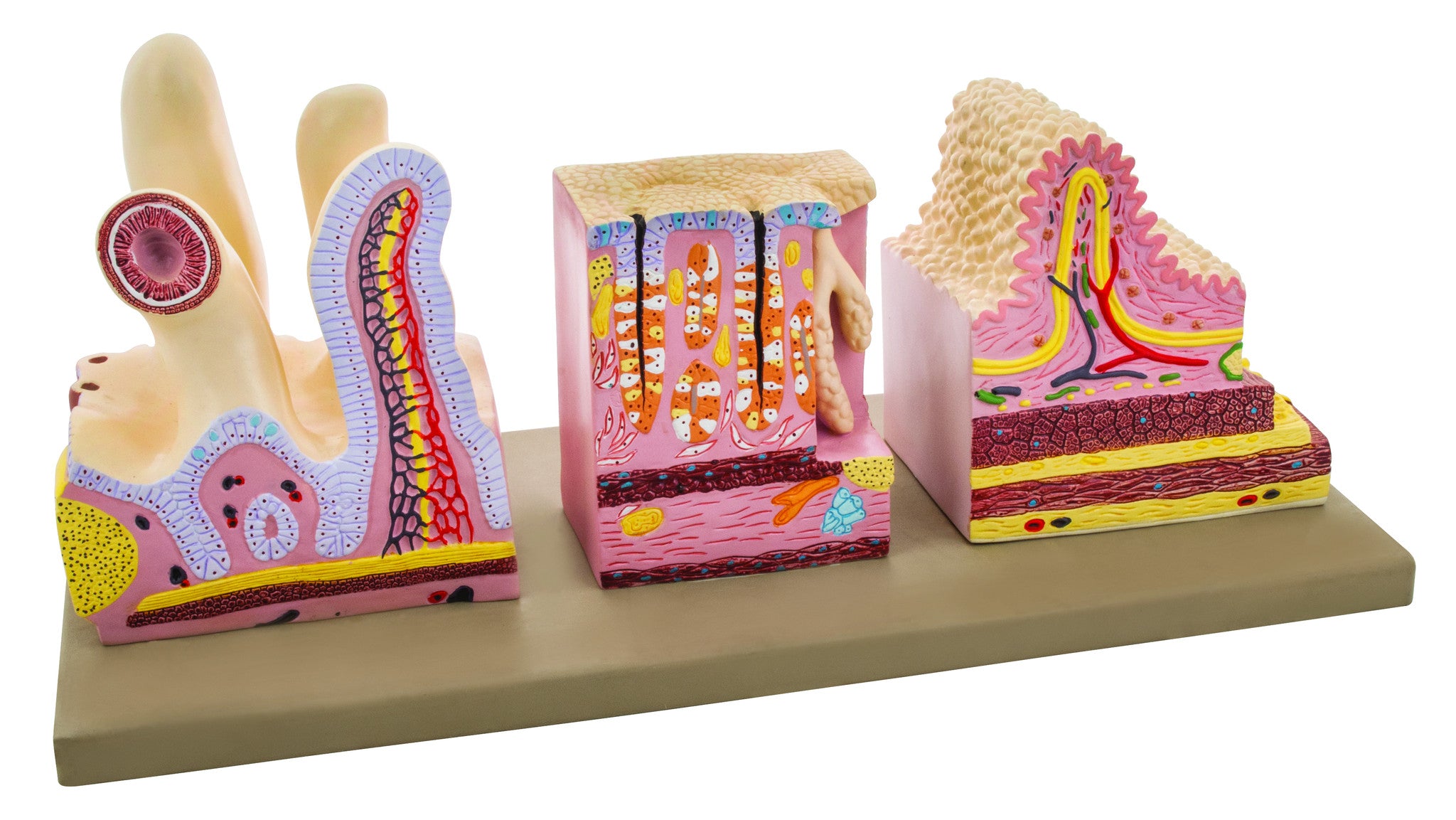 Premium Human Digestive Canal Anatomical Model, Highly Detailed, Approx. 10"x10"x6"