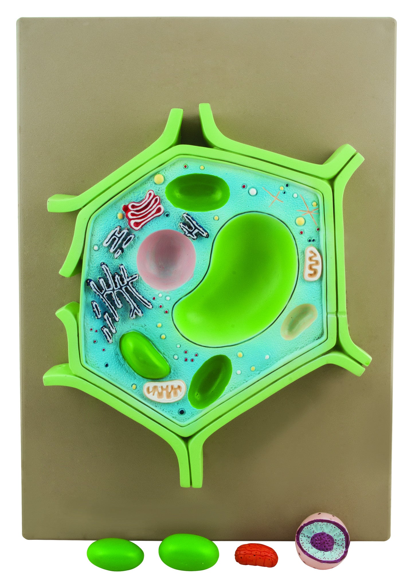 4 Part Plant Cell Model on base; chloroplast, mitochondrion, and nucleus removable; 11.5" X 10" X 2"