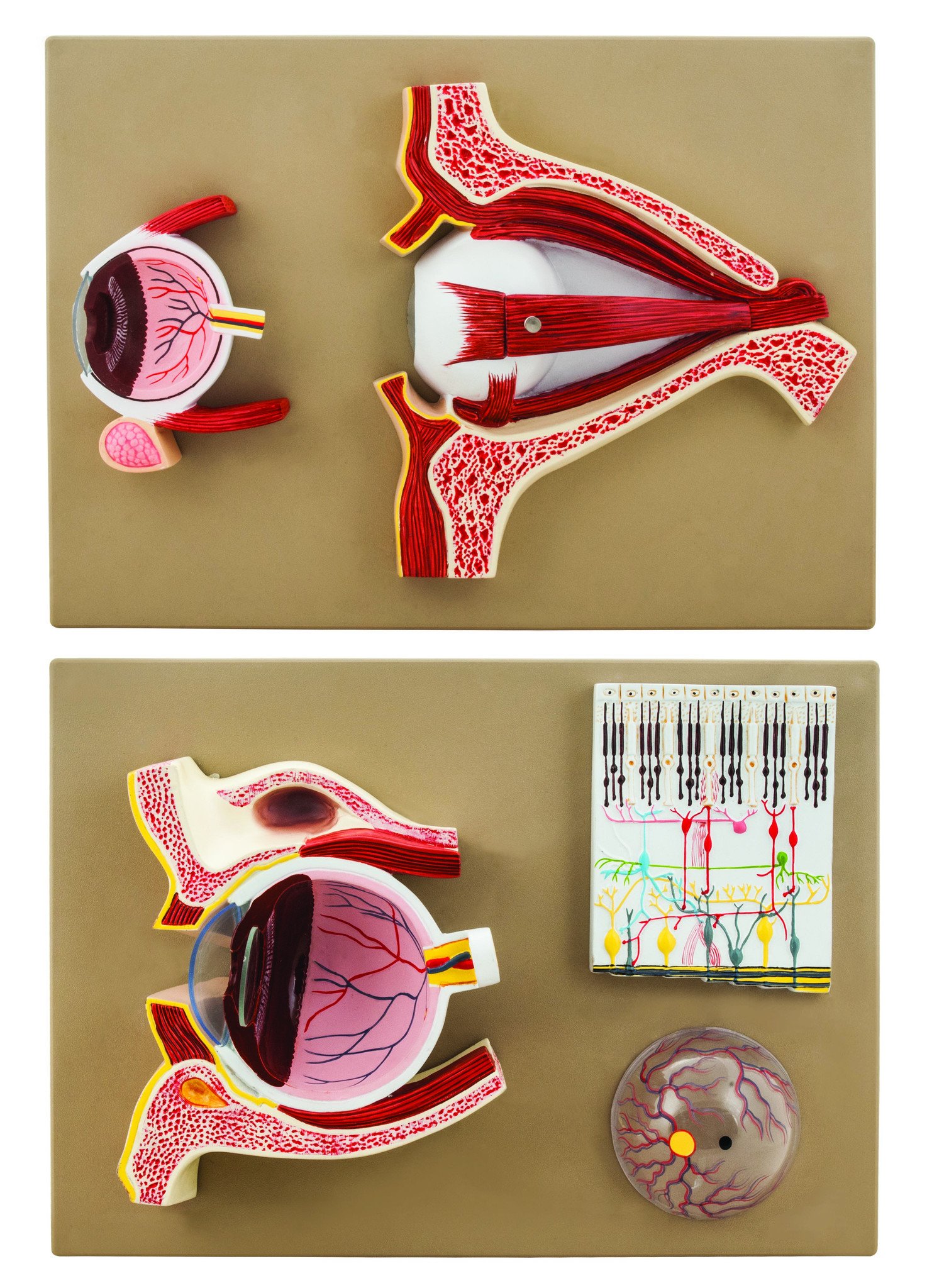 Human Eye 5 Times - Sagittal cutaway model / Cross section