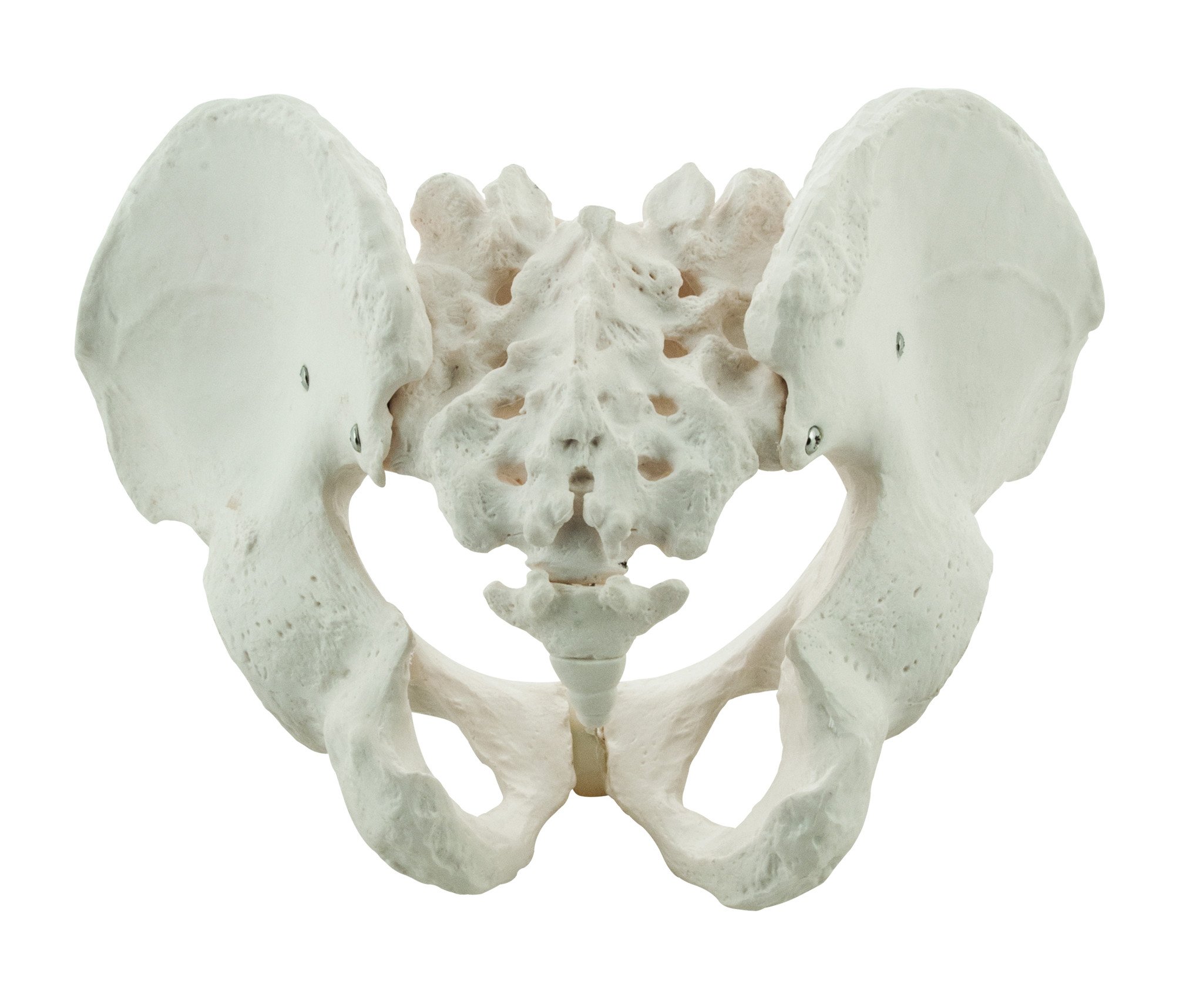 Male Pelvis Model, Human - Life Size, 3D Rendering for Anatomical Study - Medical Quality