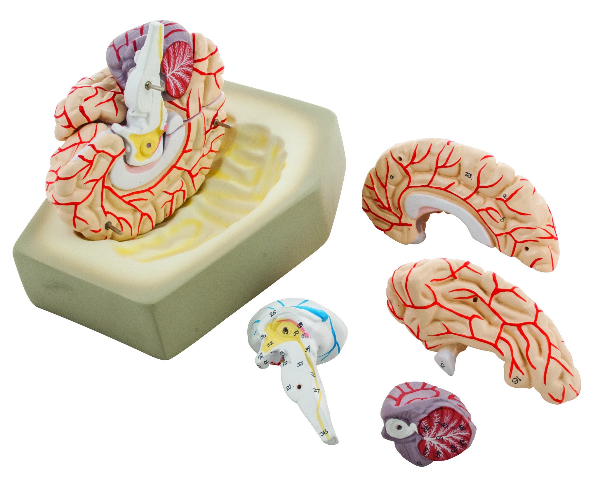 Life size Human Brain Model with Arteries - 8 parts with Stand