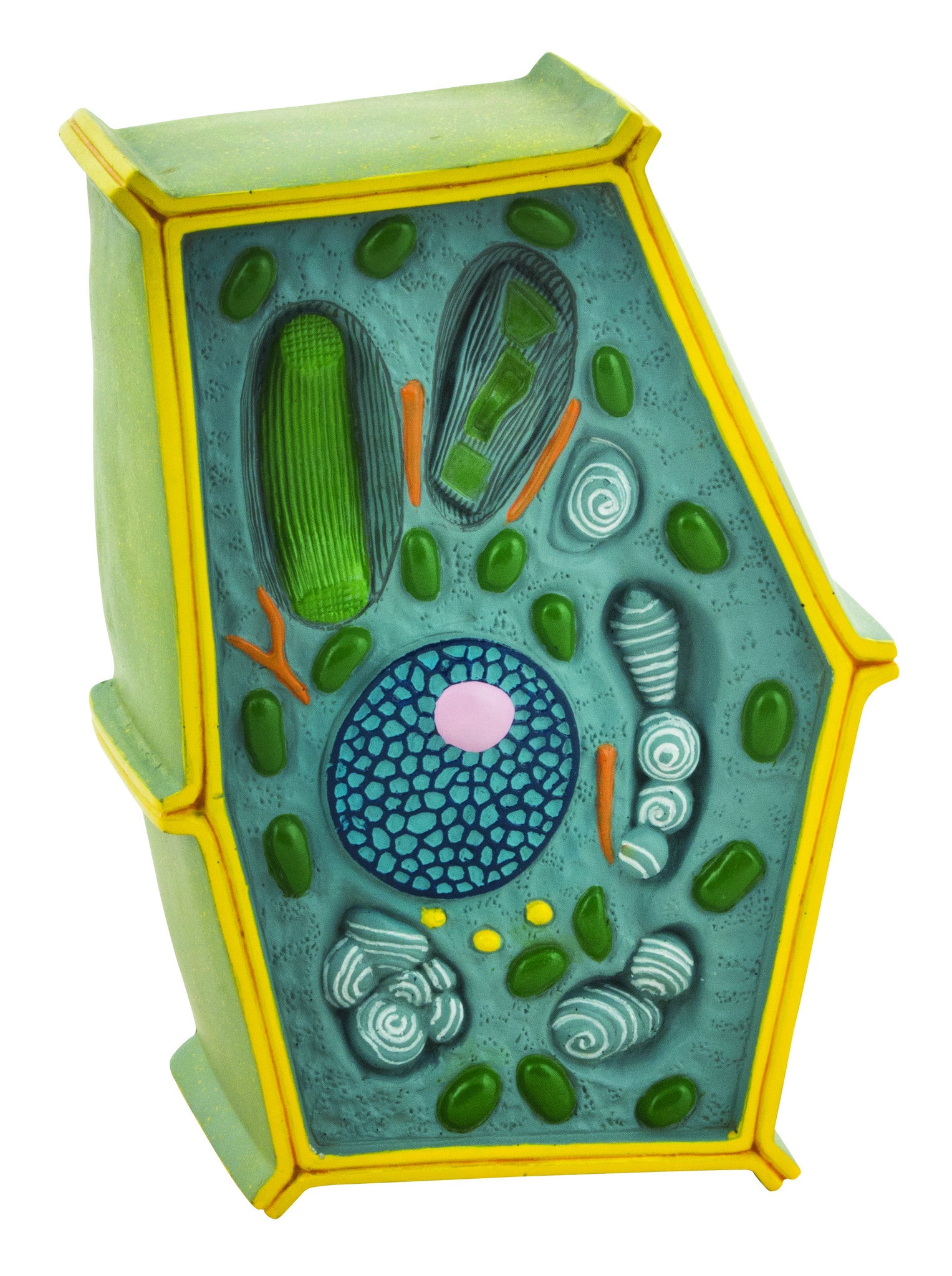 Plant Cell Model; free standing 50 million times enlarged; 10" X 6.5" X 4"