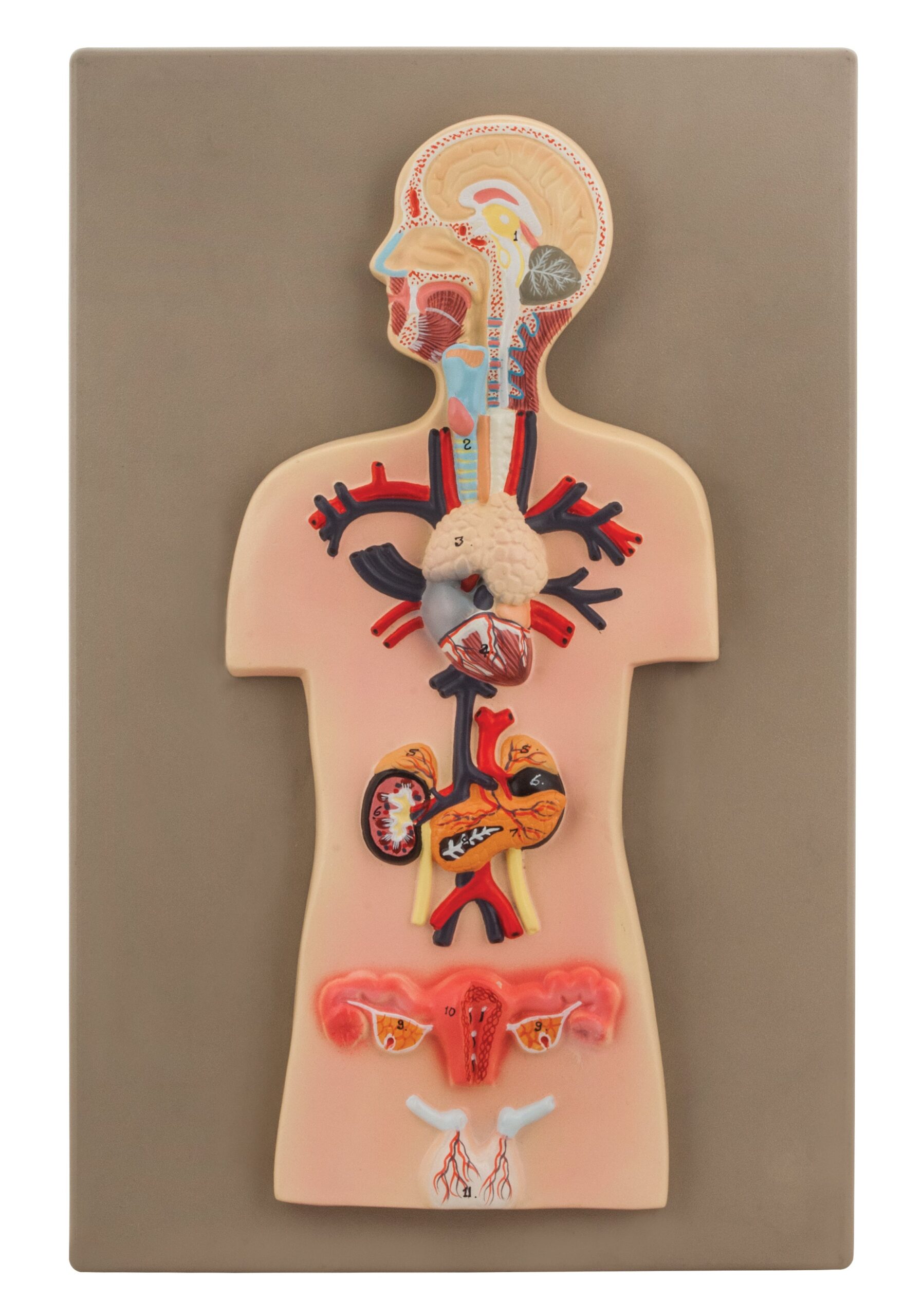 Human Endocrine System Anatomical Model, Miniature Size - Cross Section, Approx. 15"x10"