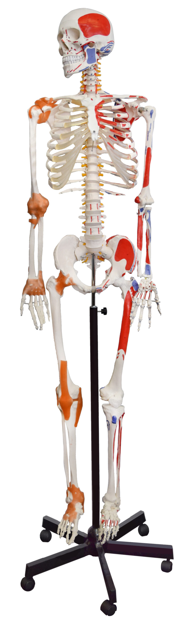 Human Muscular Skeleton Model, Natural Size - Flexible, Painted Muscle Origins & Insertions, Ligaments Details - Rod Mount with Rolling Base
