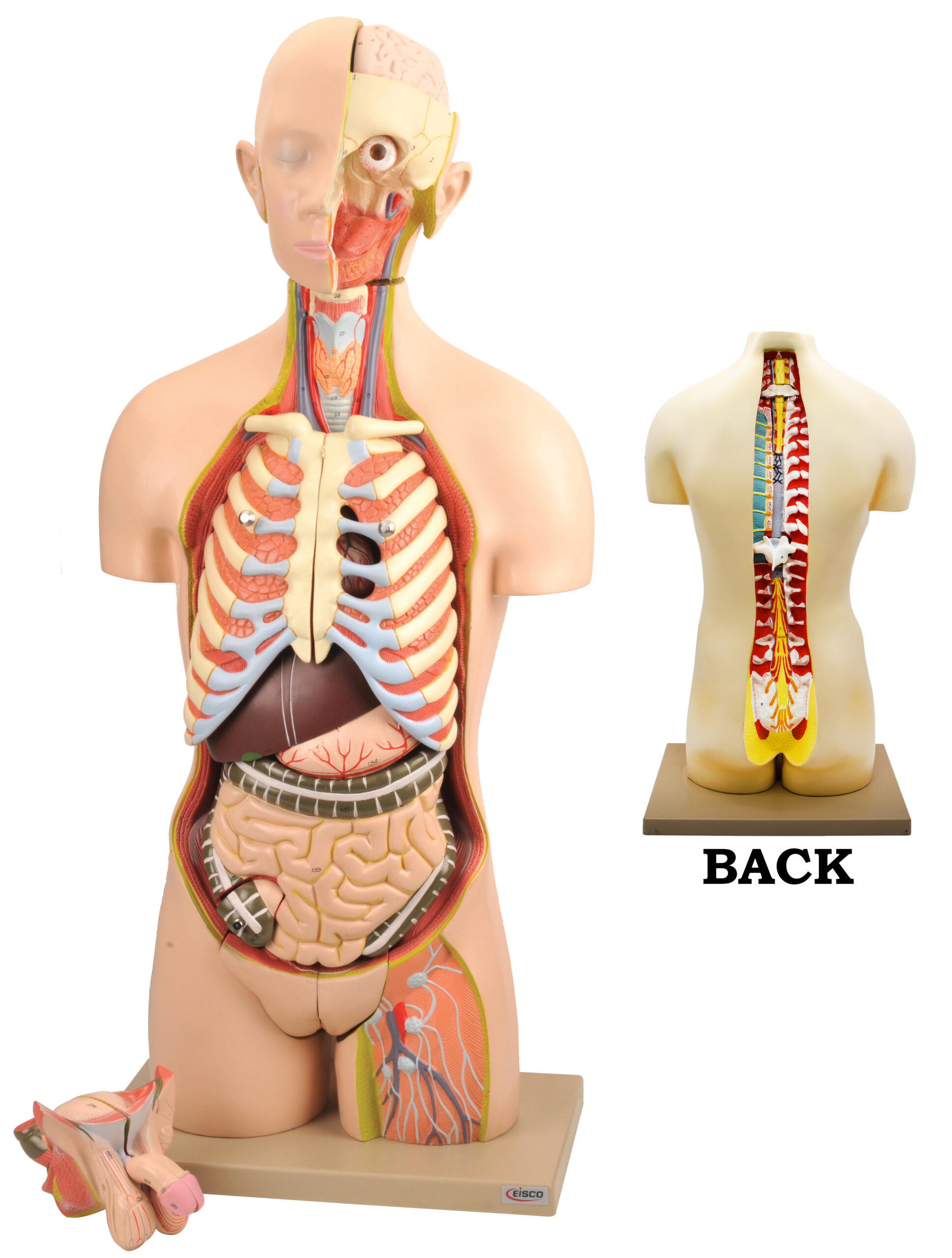 Premium Life Size Human Torso Model with Open Front and Back Sections - Male/Female Genitle Organs - Removable and Disectable Parts - Precise Details