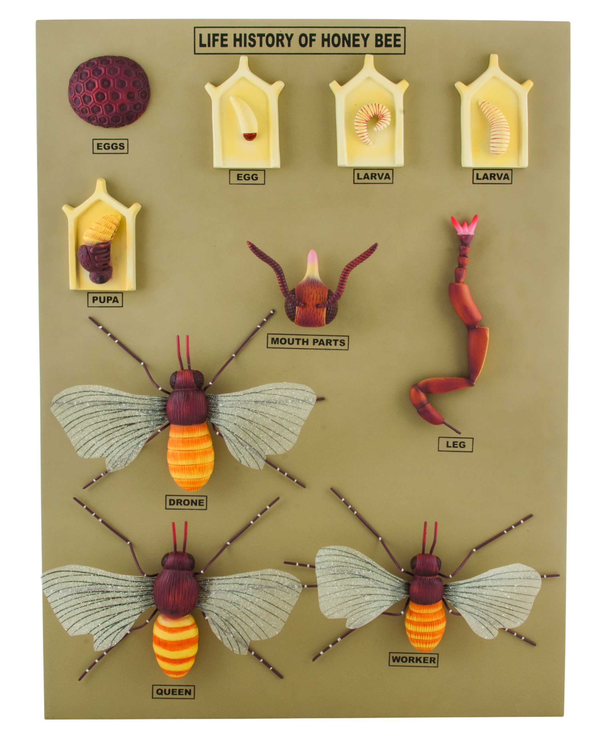 Jumbo Life Cycle of the Honey Bee Model