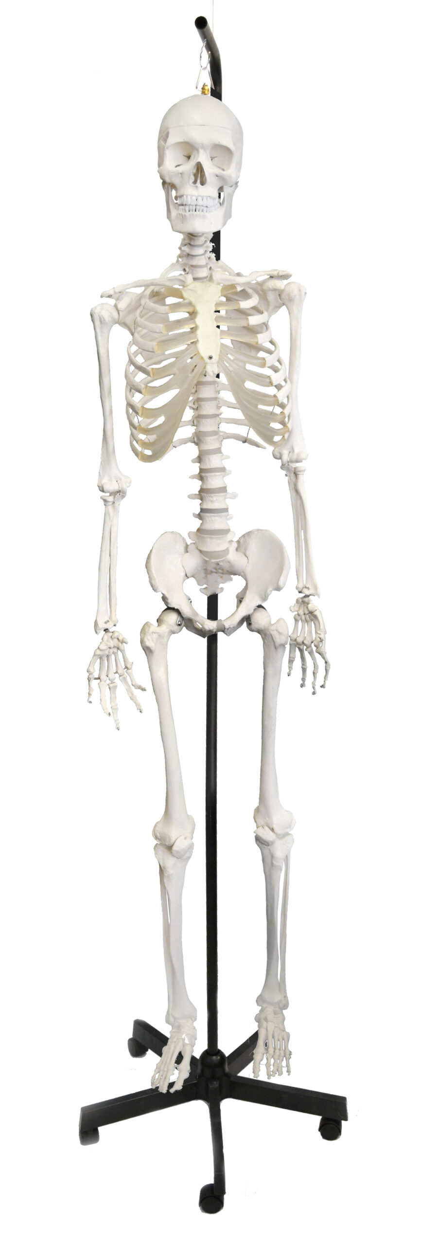 Human Skeleton Anatomical Model with Hanging Stand, Medical Quality, Life Sized (62" Model Height) - Moveable Joints, Magnetic Skull Connections