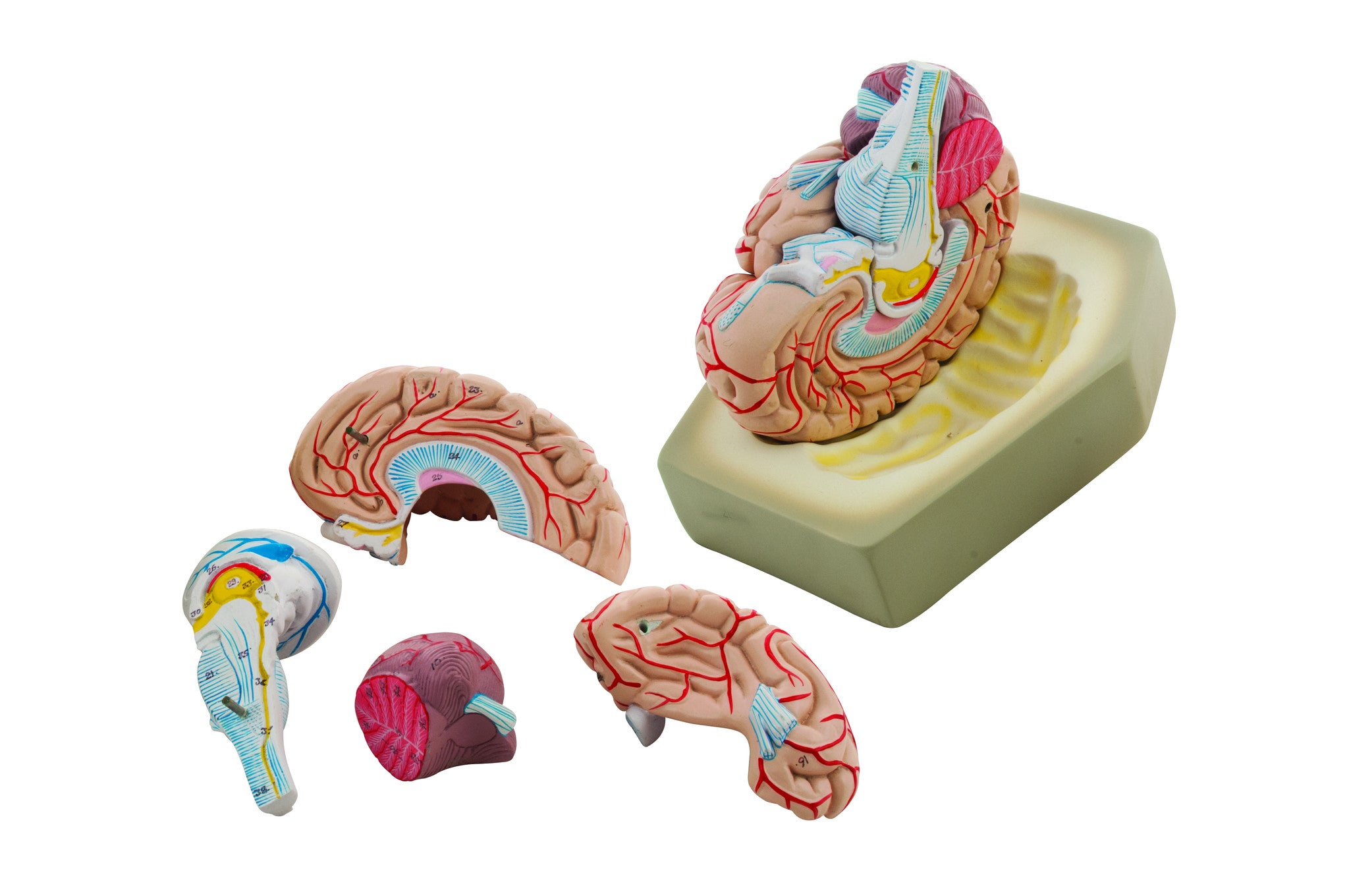 Model Human Brain - 8 Parts