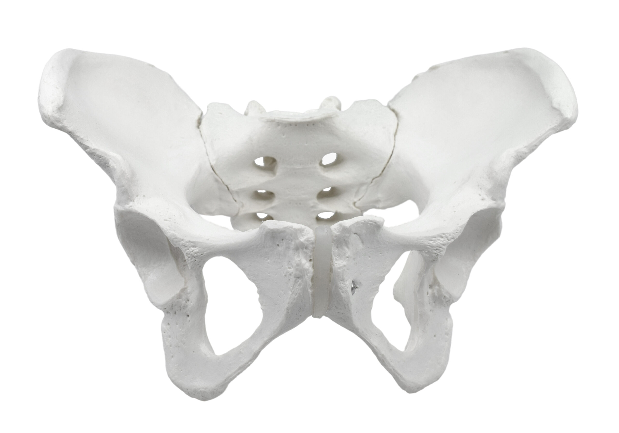 Female Pelvis Model, Human - Life Size, 3D Rendering for Anatomical Study - Medical Quality