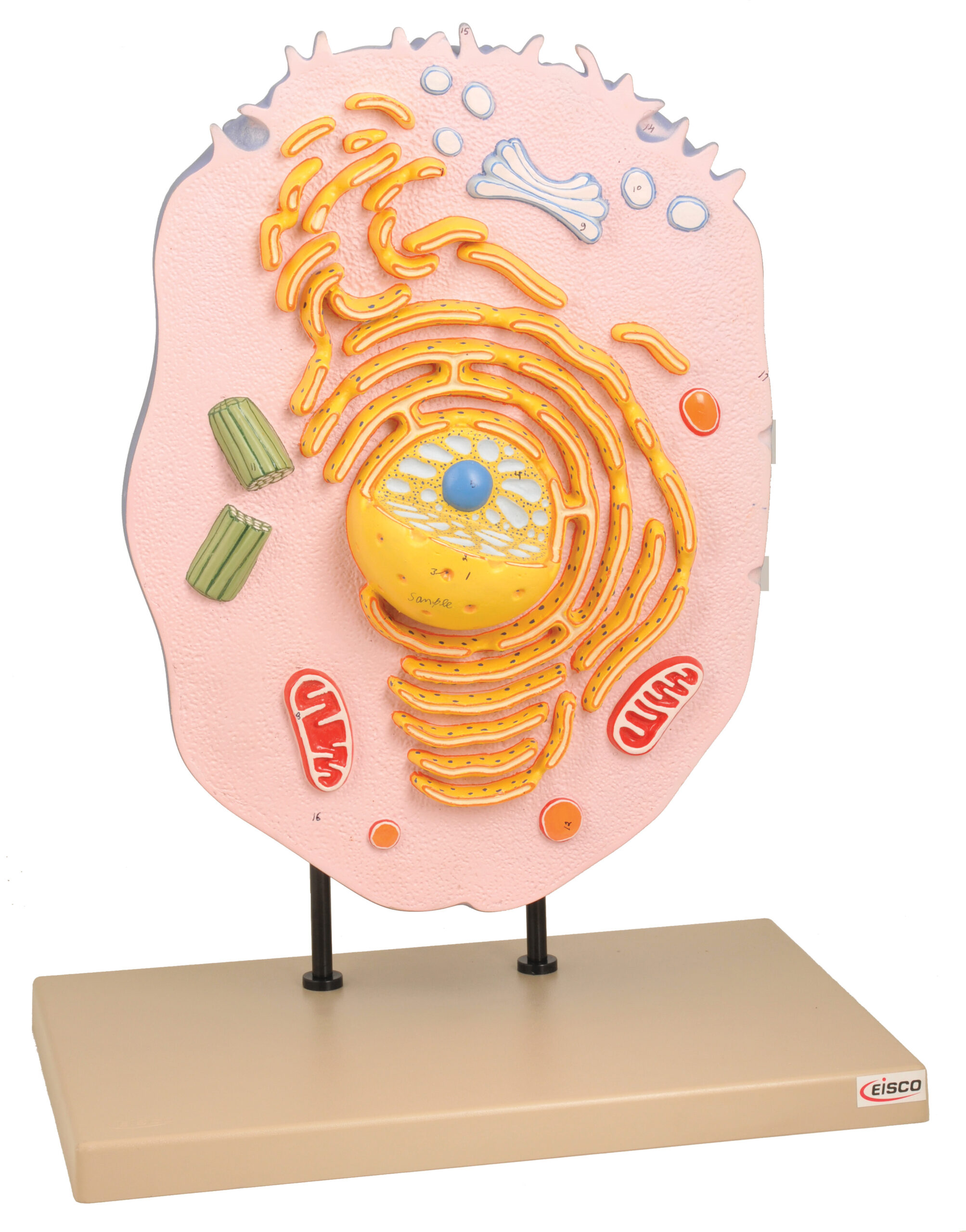 Animal Cell Model, Hand Painted
