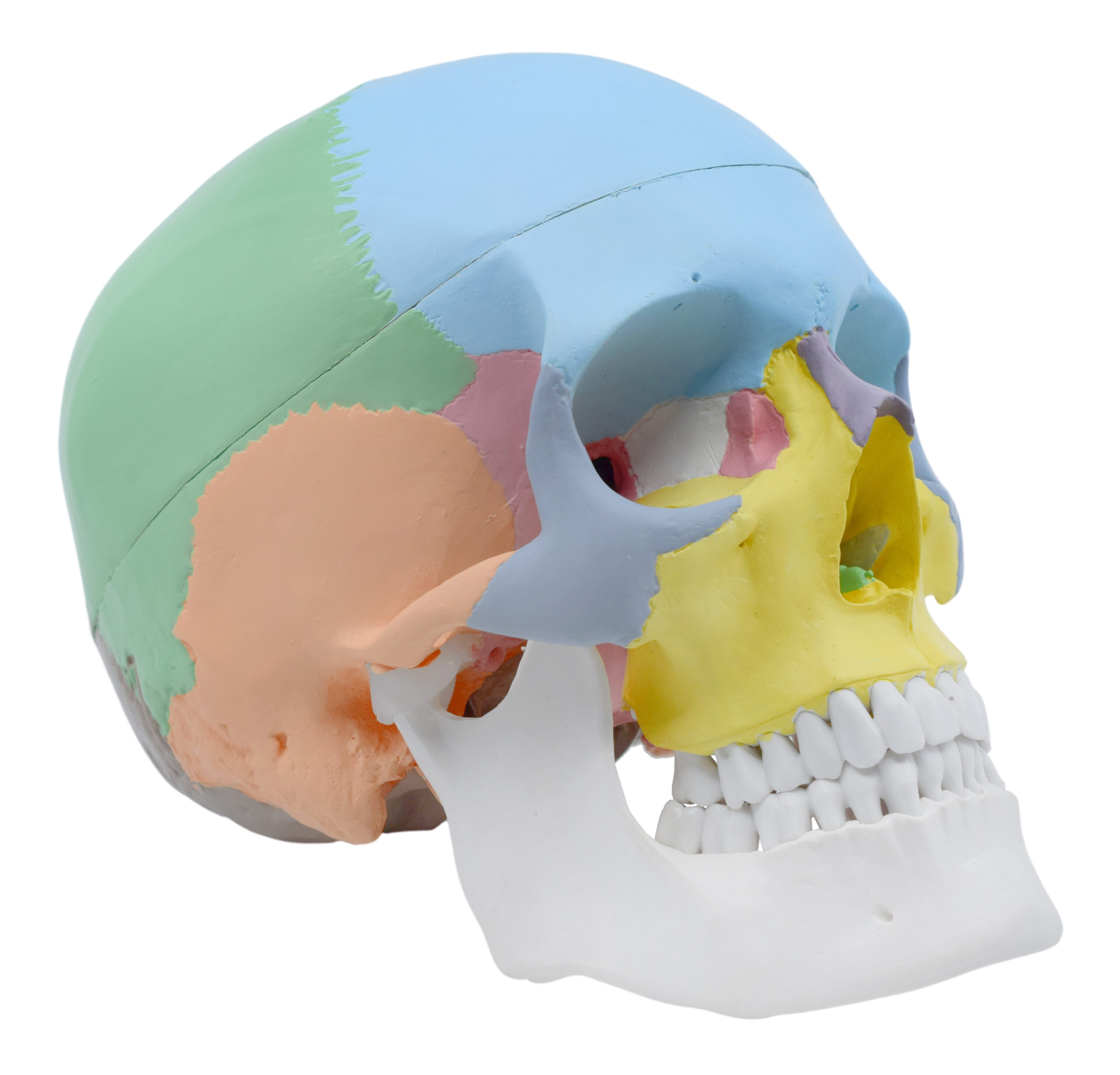 Colored Human Adult Skull Anatomical Model, 3 Part - Life Size - Hand Painted, Color Coded - Medical Quality, 9 Inches - Removable Skull Cap
