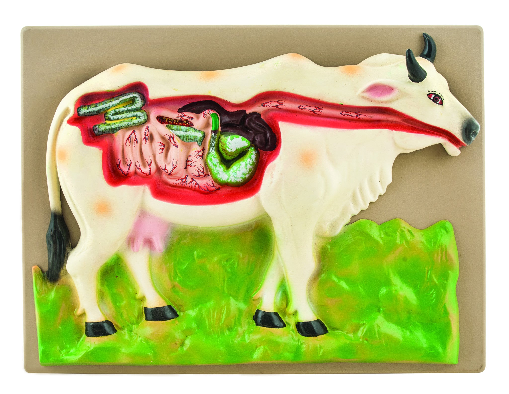 Cow Digestive System Model