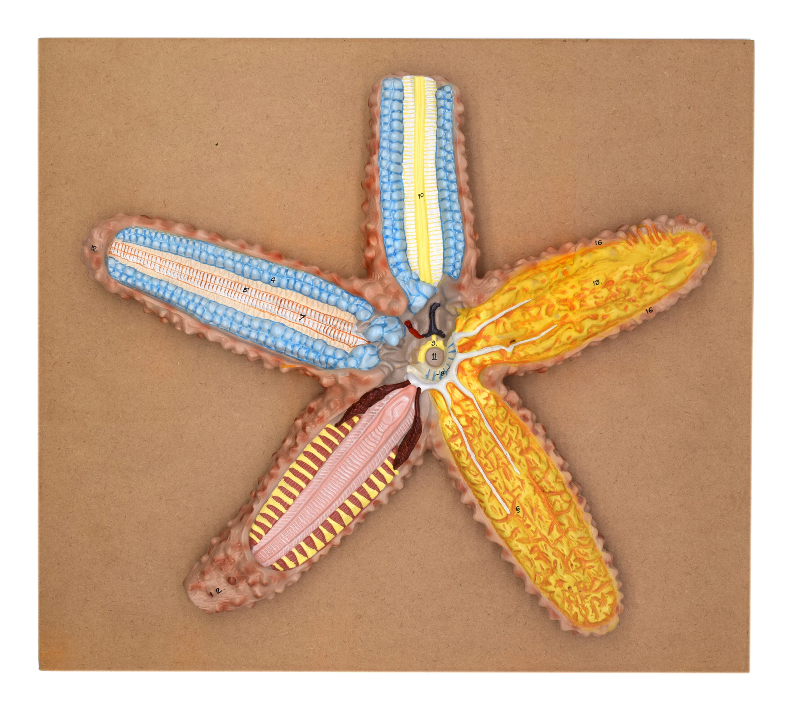 Star Fish Model, Three Dimensional, Sectional View with Hand Painted Details - Mounted on Base, 18" x 16"