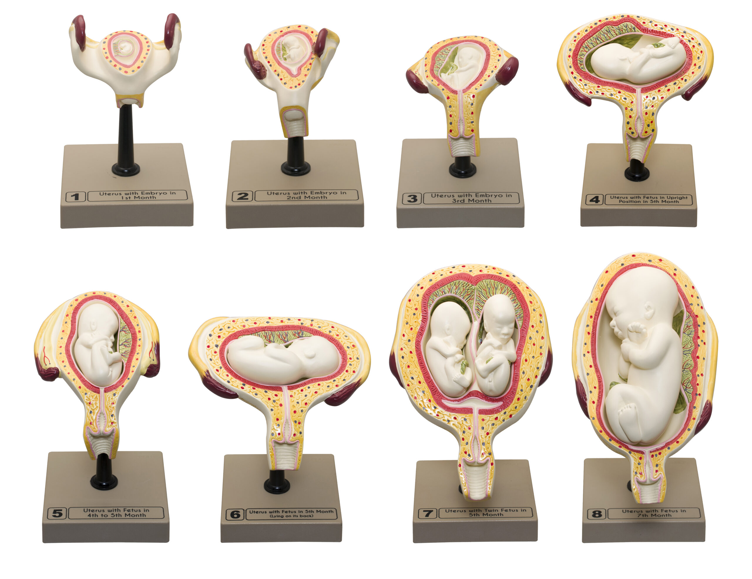 Human Embryo/Fetus Development in Utero, Set of 8 Models - Removable Parts for Exploration of the Gestational Period