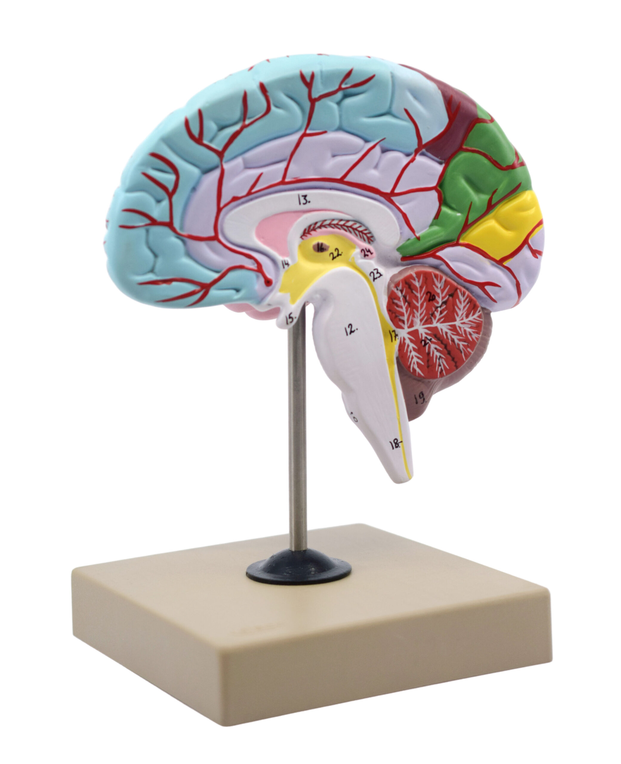 Functional Human Brain Model, Cross Section - 1/2 Size - Color Coded & Numbered with Key Card - Includes Mount