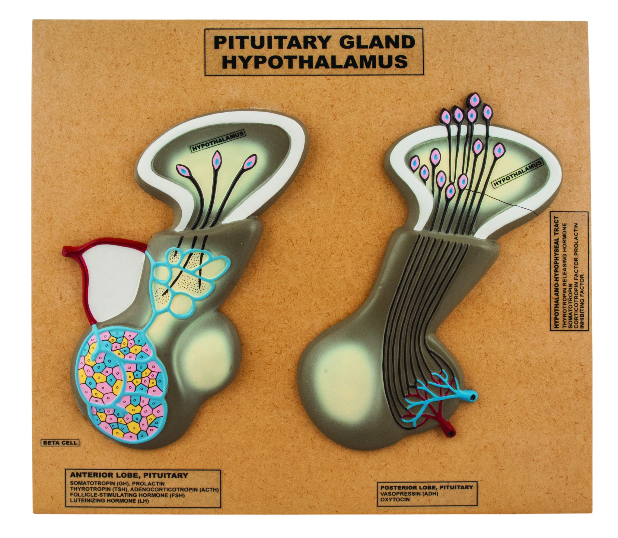 Model of Pituitary Gland and Hypothalamus; Greatly Enlarged: