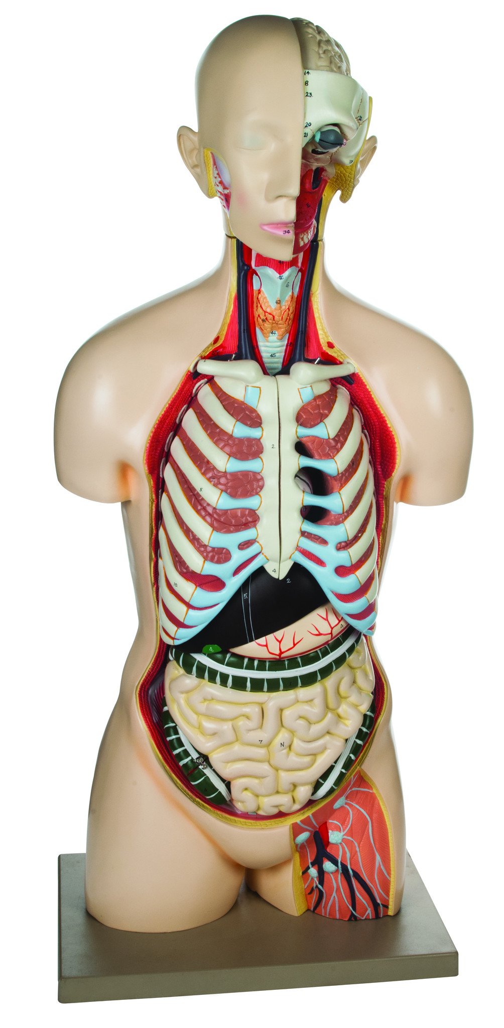 Sexless Torso Model, Life Size, 13 Parts