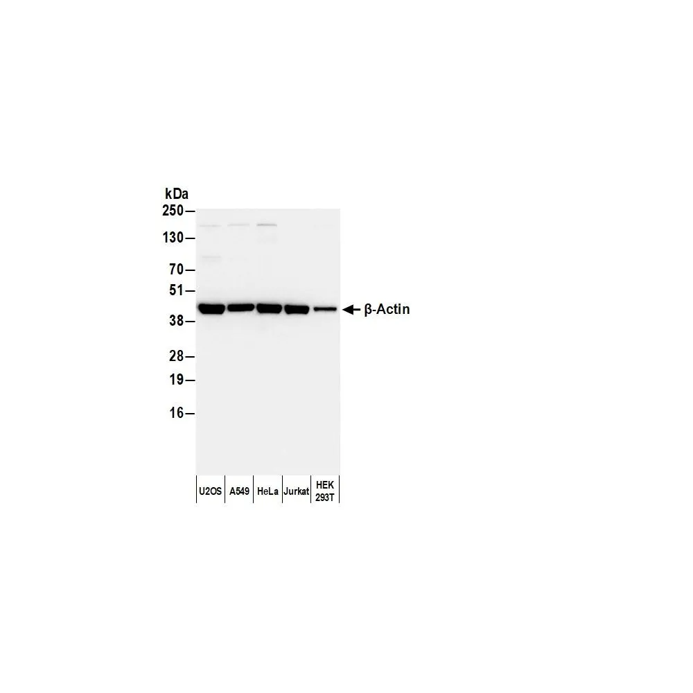 Goat anti-Rabbit IgG Heavy and Light Chain Antibody DyLight® 550 Conjugated
