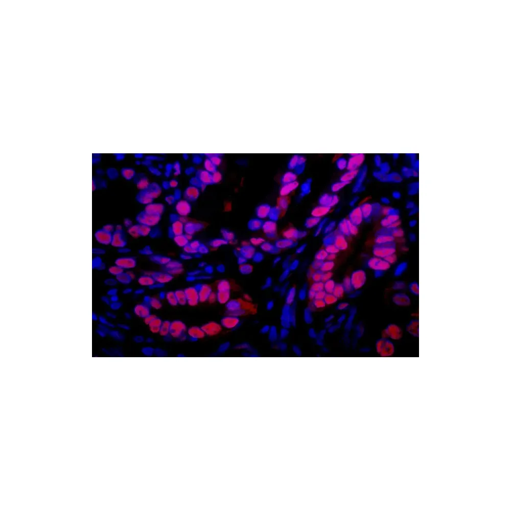 Donkey anti-Rabbit IgG Heavy and Light Chain Antibody DyLight® 594 Conjugated