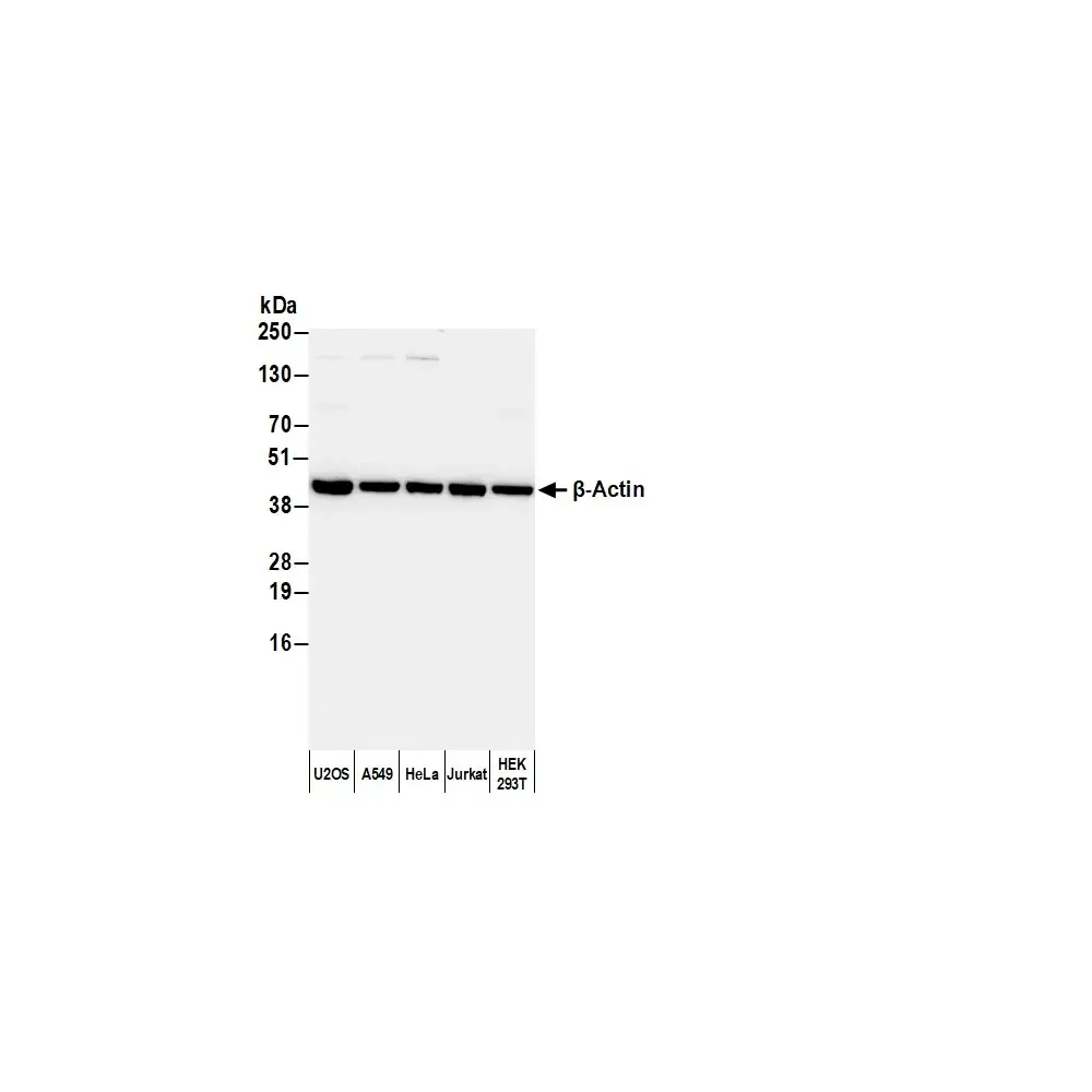 Goat anti-Rabbit IgG-Fc Fragment Antibody Biotinylated