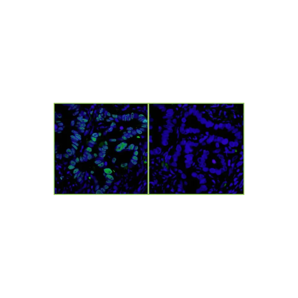 Goat anti-Rabbit IgG-Fc Fragment Antibody DyLight® 488 Conjugated