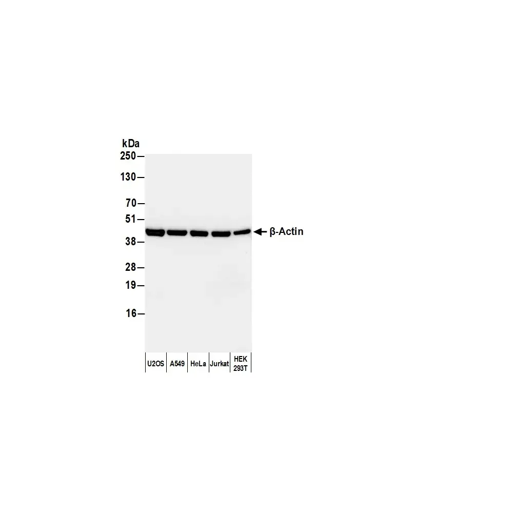 Goat anti-Rabbit IgG-Fc Fragment Antibody HRP Conjugated