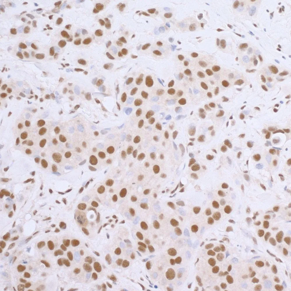 Goat anti-Rabbit IgG Heavy and Light Chain Highly Cross-Adsorbed Antibody HRP Conjugated