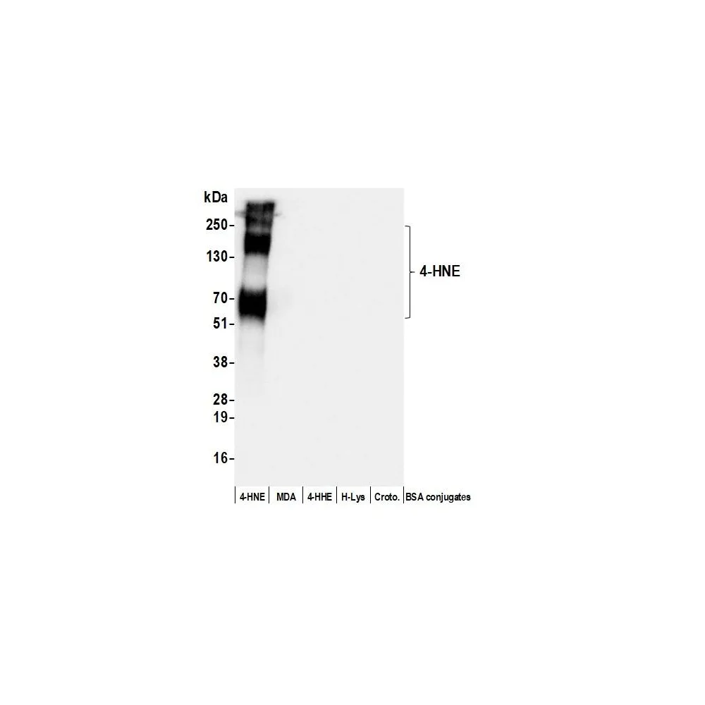 Goat anti-4-HNE Antibody, Affinity Purified