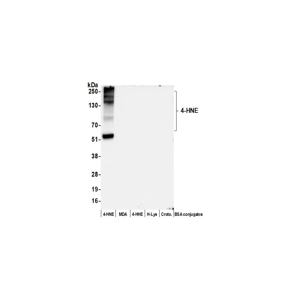 Rabbit anti-4-HNE Antibody, Affinity Purified