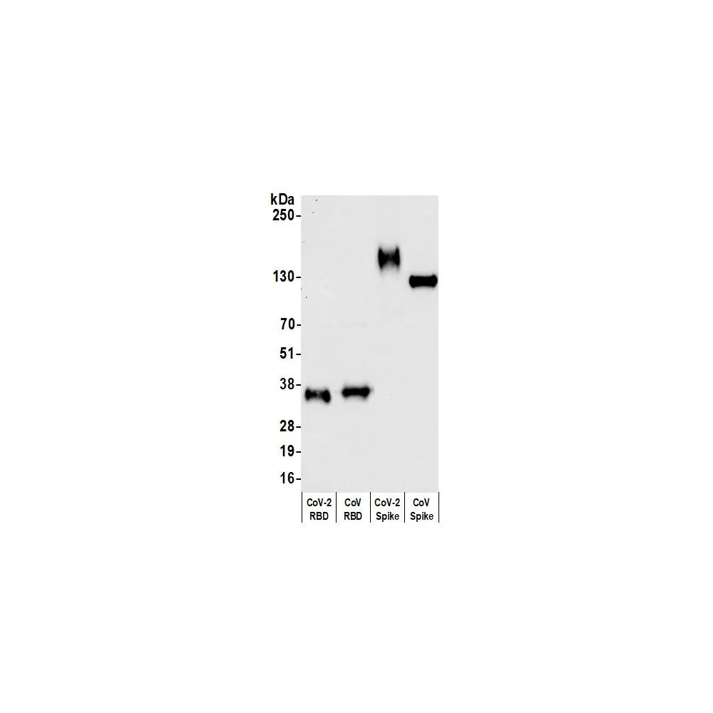 Rabbit anti-SARS-CoV-2 Spike RBD Antibody, Affinity Purified