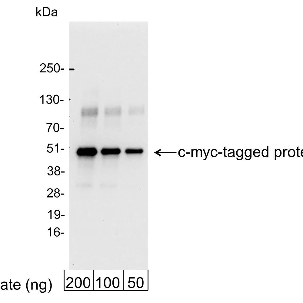 Chicken anti-Myc Tag Antibody Affinity Purified