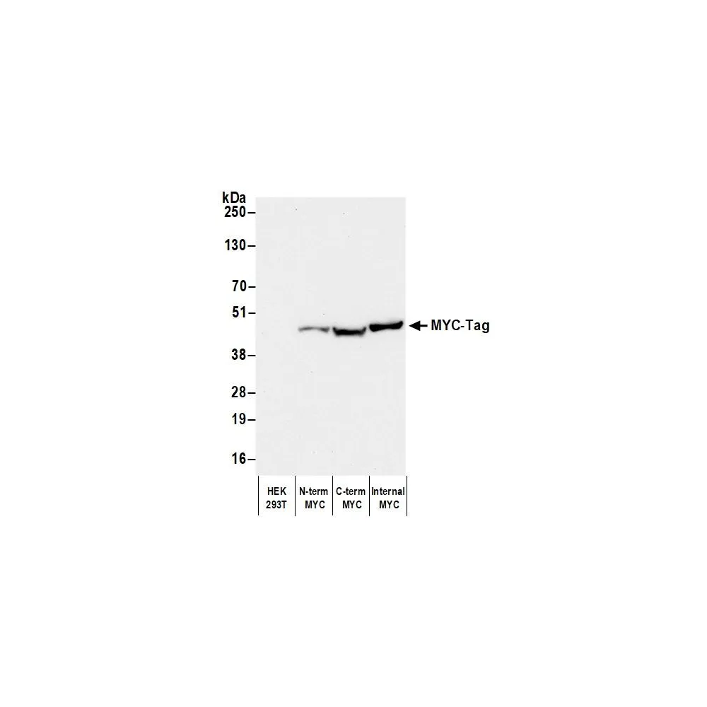 Goat anti-Myc Tag Antibody Affinity Purified