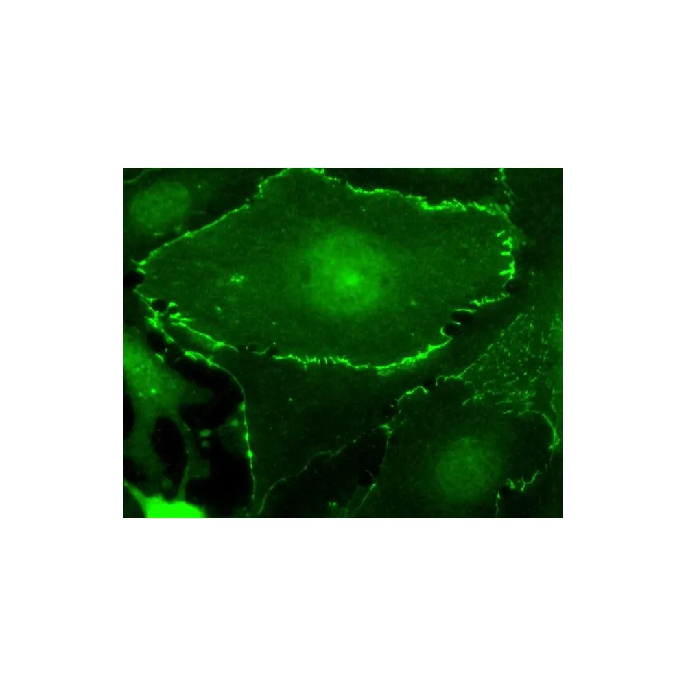 Rabbit anti-Myc Tag Antibody Affinity Purified
