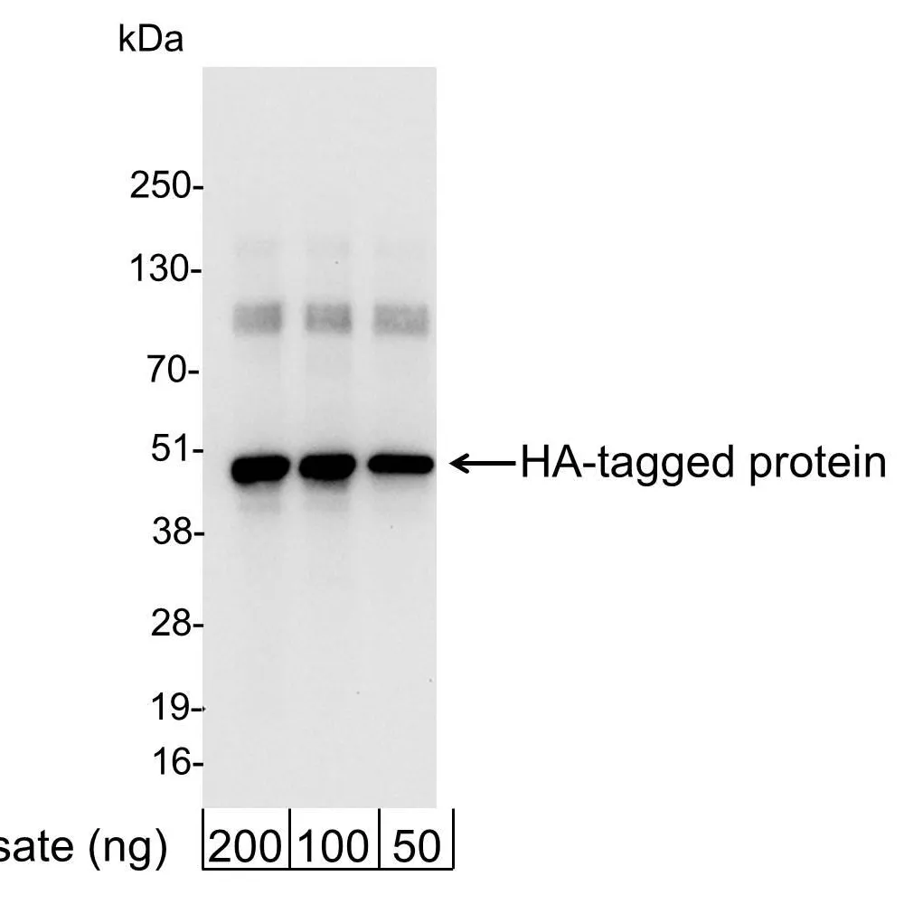 Rabbit anti-HA Tag Antibody HRP Conjugated