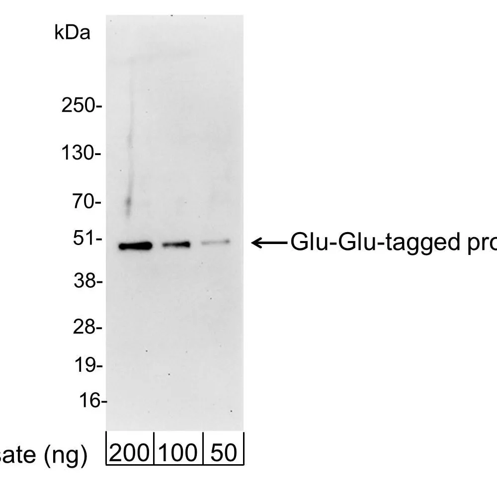 Goat anti-Glu-Glu Tag Antibody Affinity Purified
