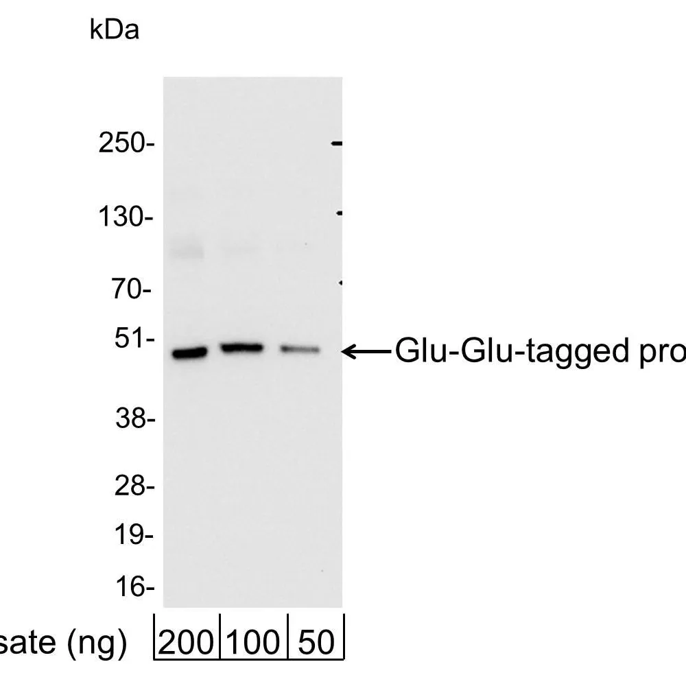 Rabbit anti-Glu-Glu Tag Antibody Affinity Purified