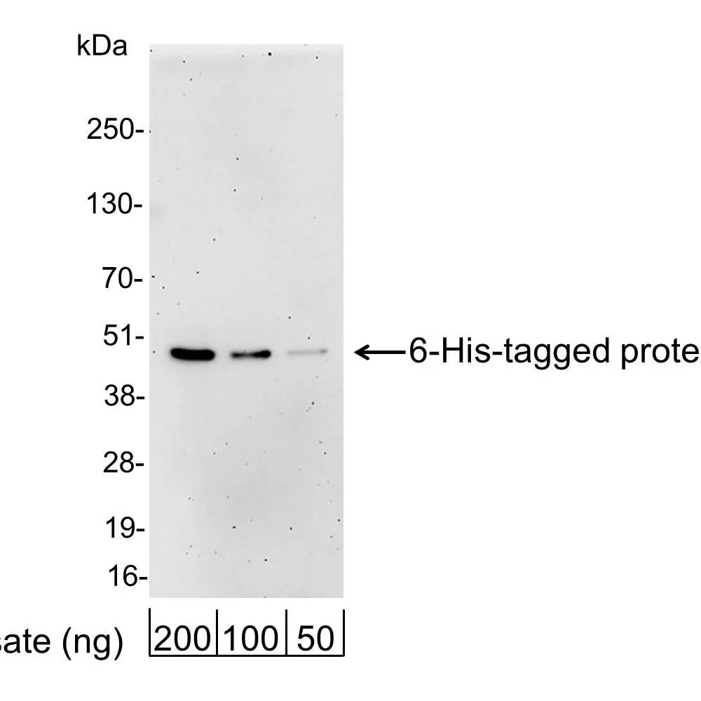 Goat anti-6-His Tag Antibody Affinity Purified