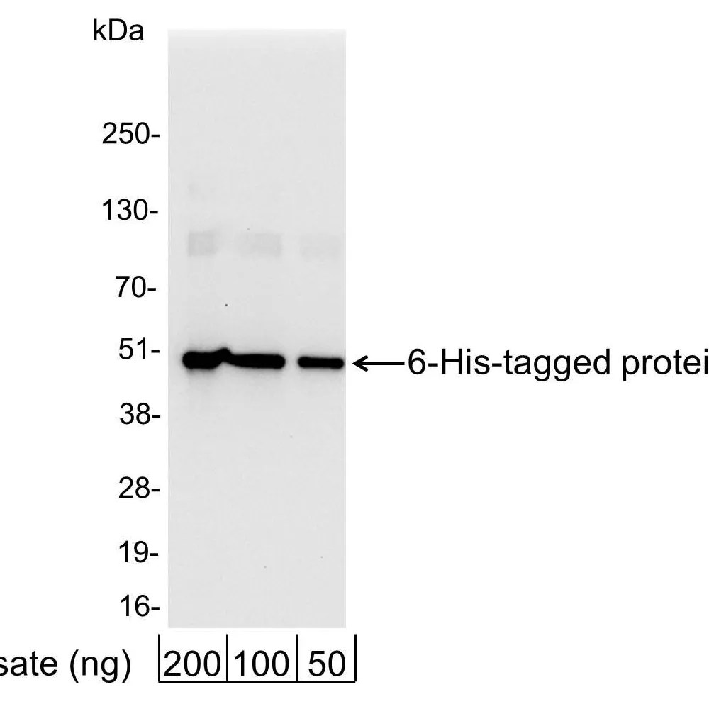 Rabbit anti-6-His Tag Antibody Biotinylated