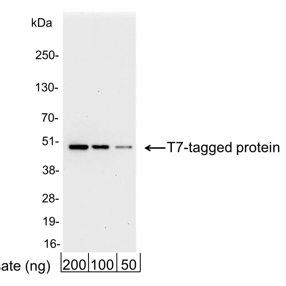 Goat anti-T7 Tag Antibody Affinity Purified