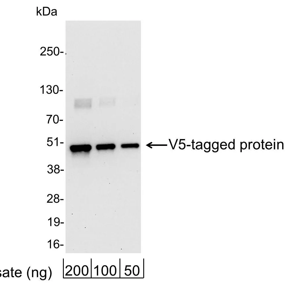 Chicken anti-V5 Tag Antibody Affinity Purified