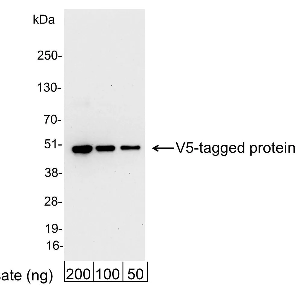Goat anti-V5 Tag Antibody Affinity Purified
