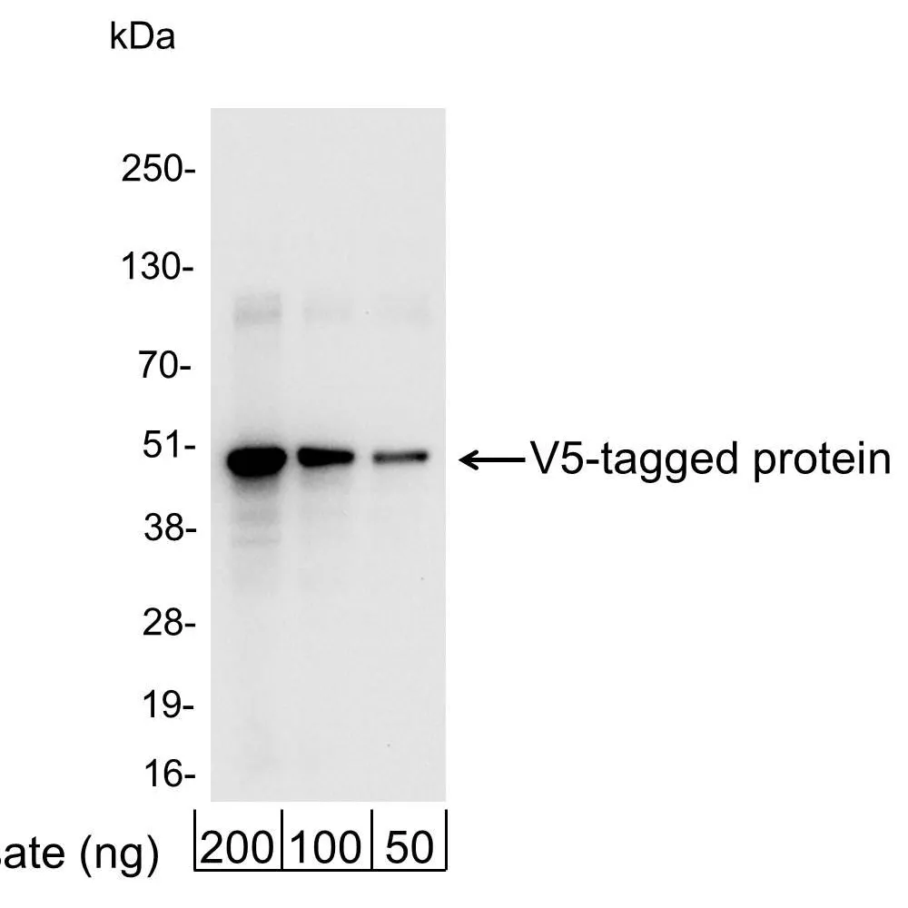 Rabbit anti-V5 Tag Antibody Affinity Purified