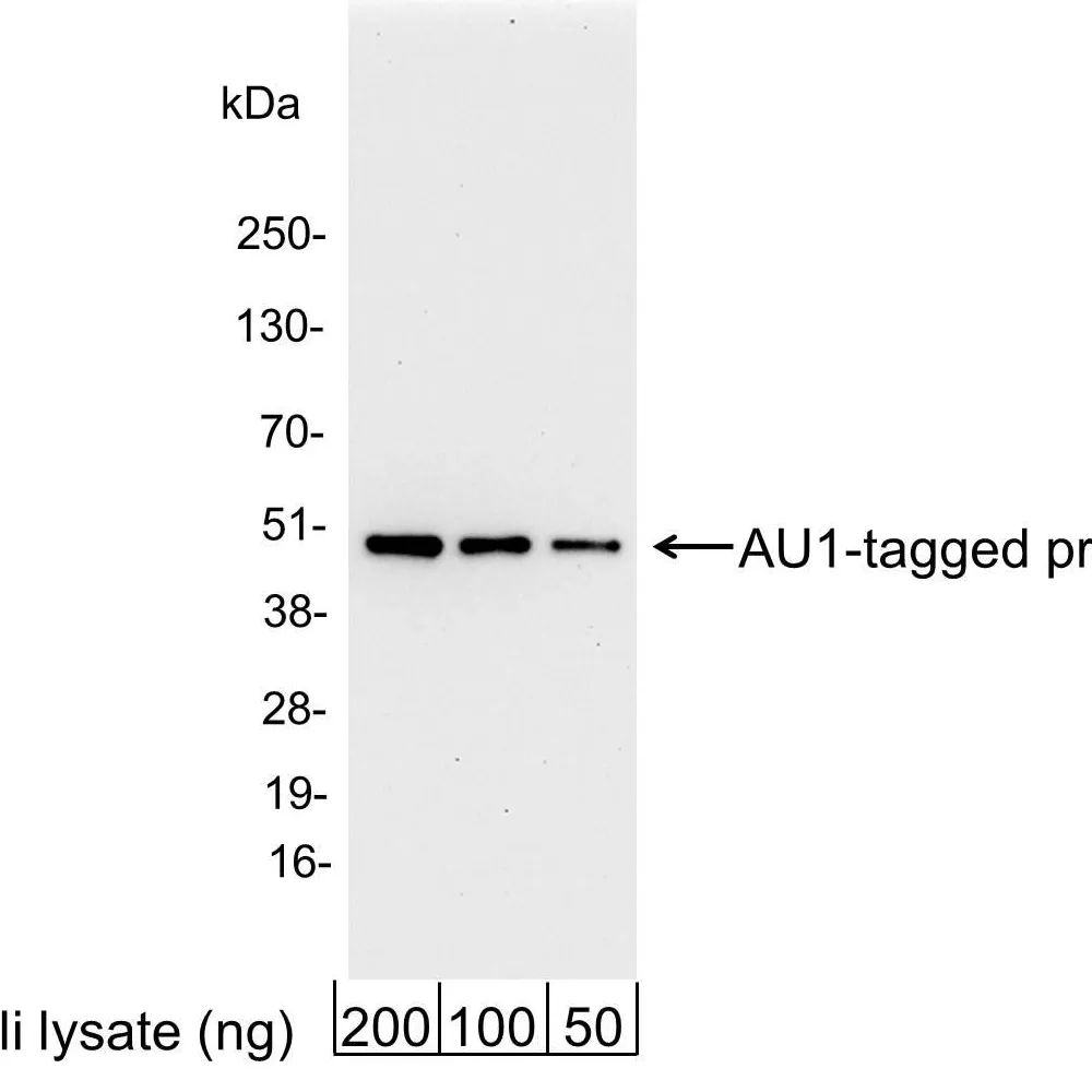 Goat anti-AU1 Tag Antibody Affinity Purified