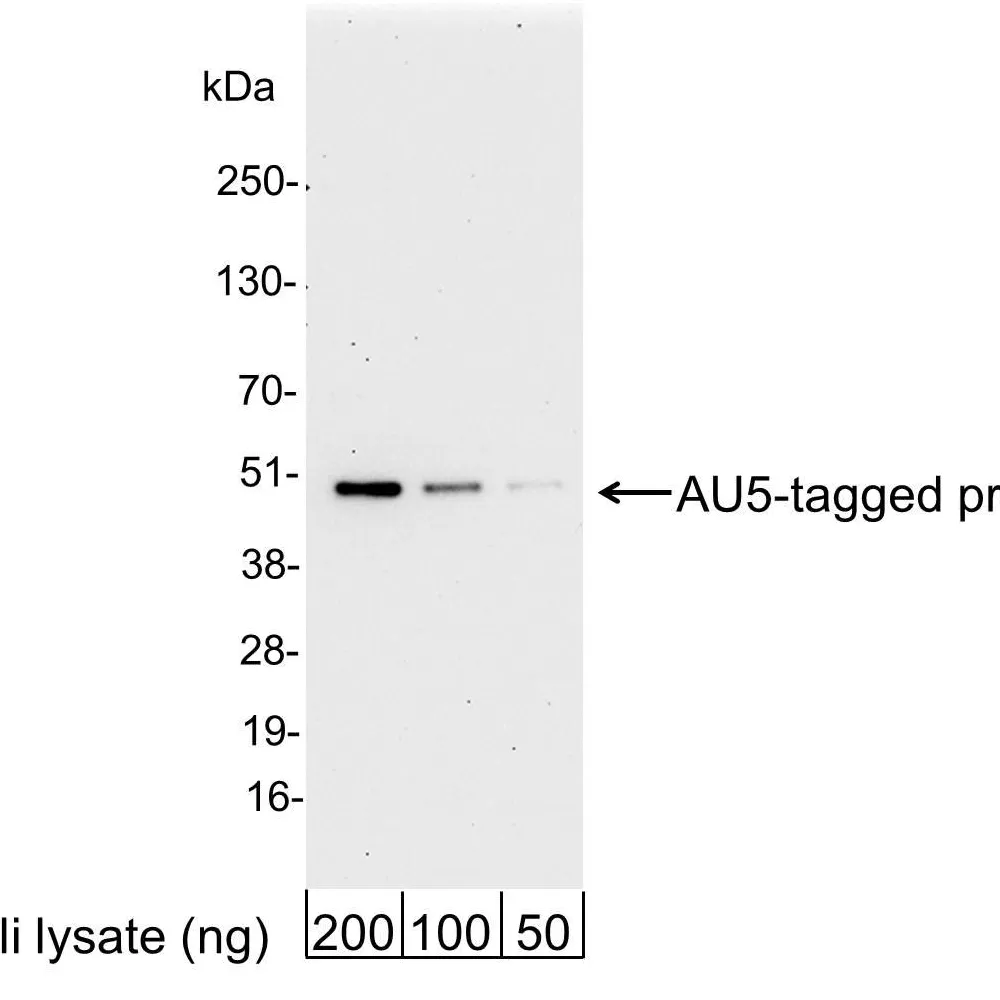 Goat anti-AU5 Tag Antibody Affinity Purified
