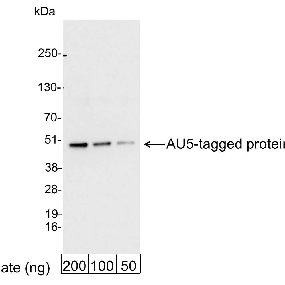 Rabbit anti-AU5 Tag Antibody Affinity Purified