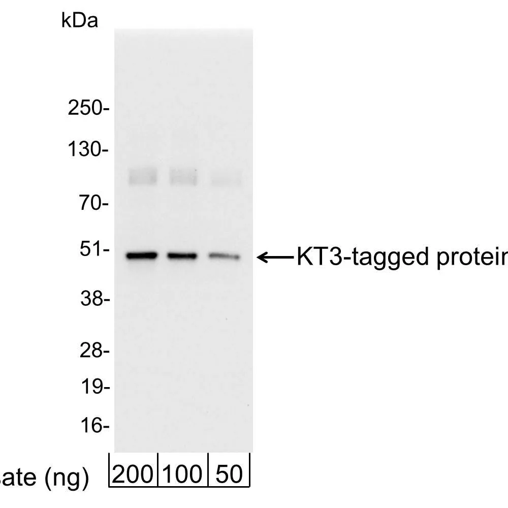 Rabbit anti-KT3 Tag Antibody Affinity Purified