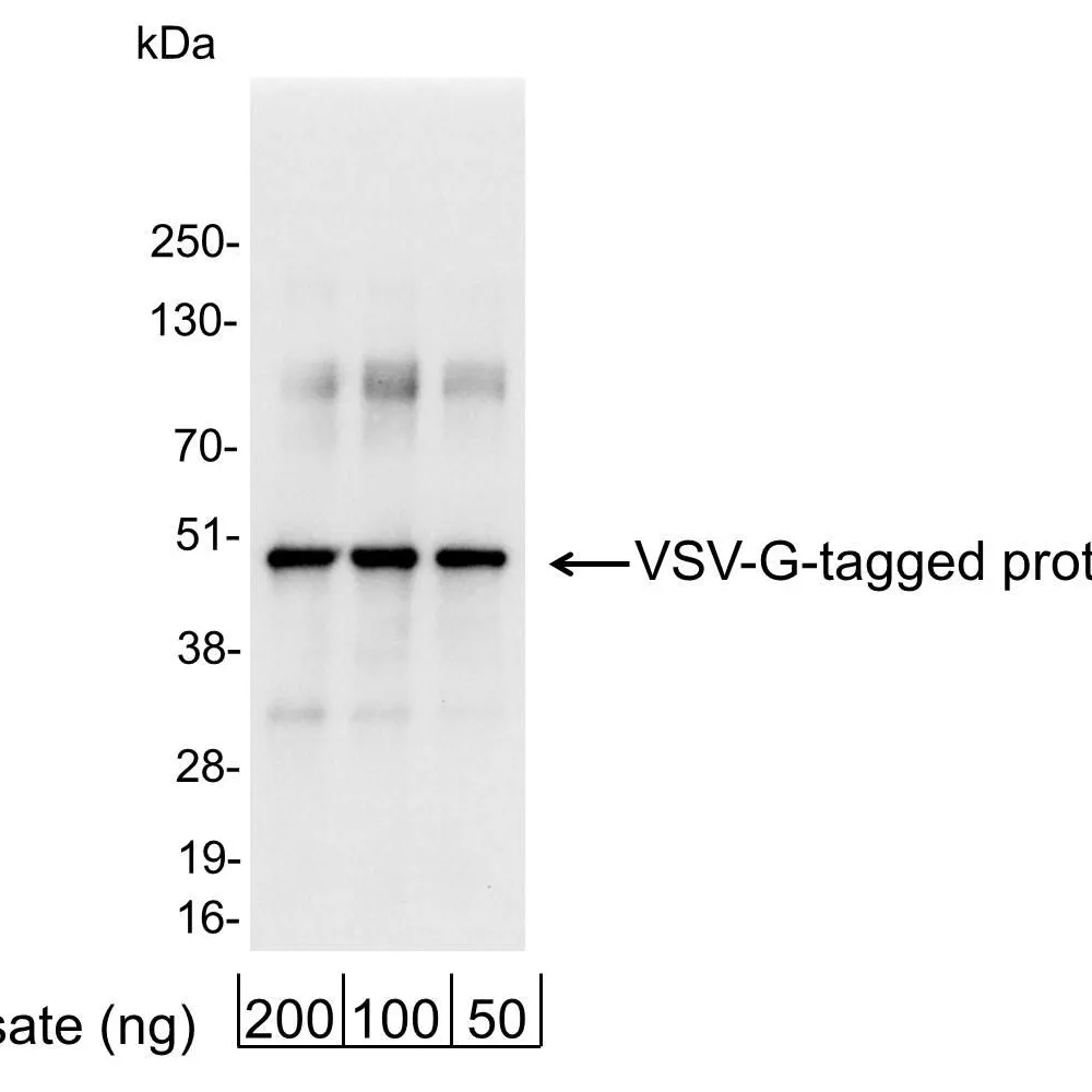 Rabbit anti-VSV-G Tag Antibody Affinity Purified