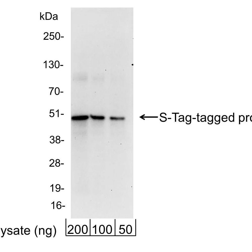 Goat anti-S Tag Antibody Affinity Purified