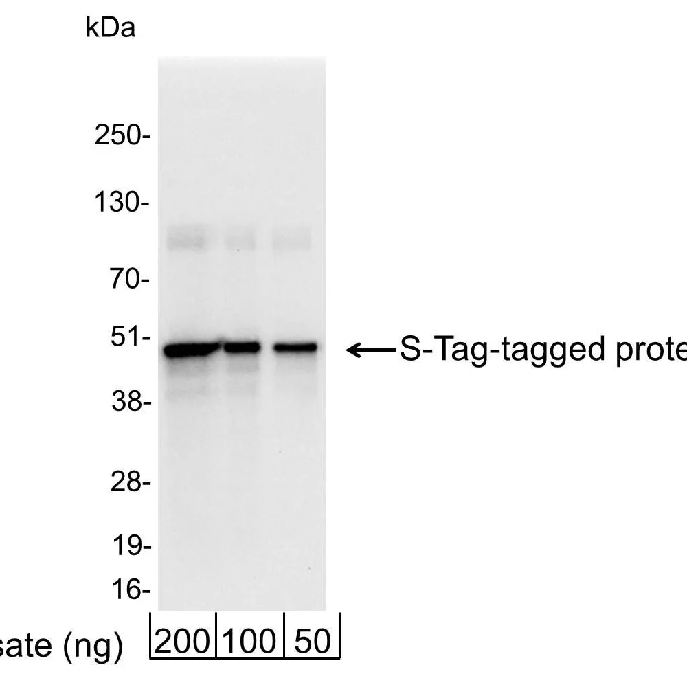 Rabbit anti-S Tag Antibody Affinity Purified