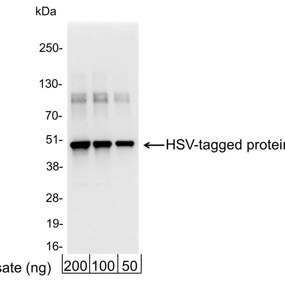 Rabbit anti-HSV Tag Antibody Affinity Purified